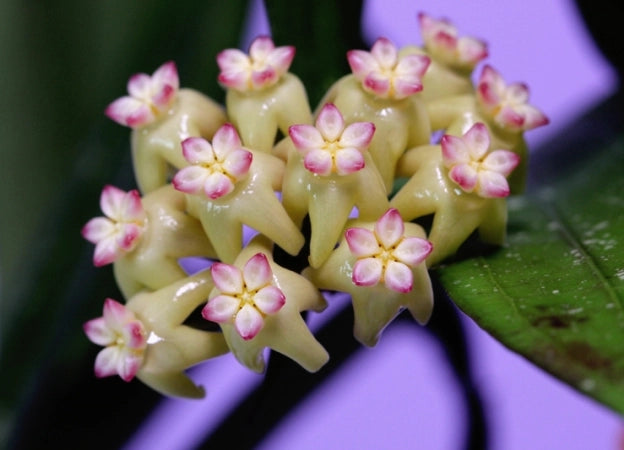 Hoya 'Rindu Rafflesia' – Rara pianta tropicale da collezione dal fascino esotico