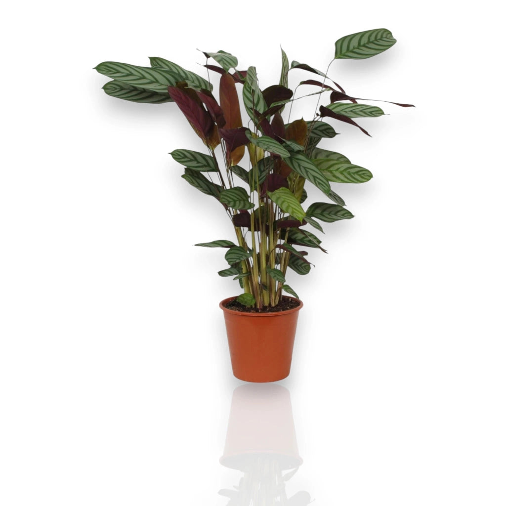 Gardenaria Ctenanthe setosa 'Compactstar' - Pianta da interno ornamentale Altezza: 110 cm (vaso 24)
