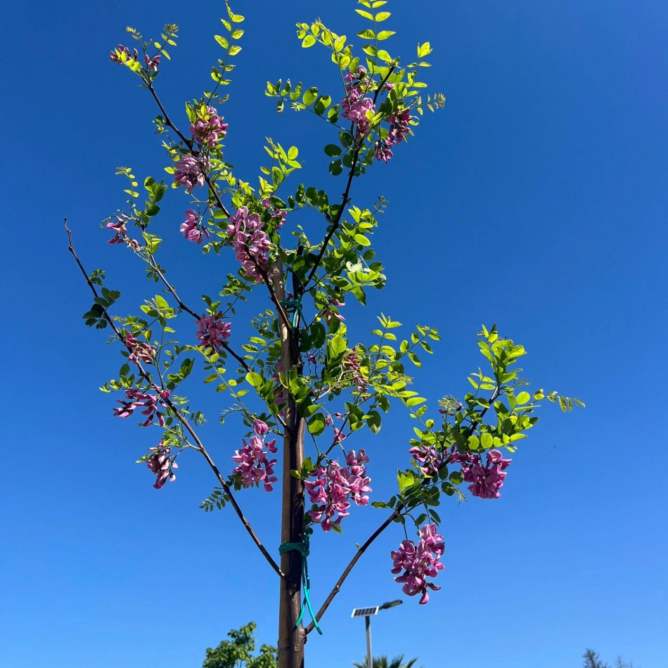 Pianta di acacia Robinia fiore rosso Georgia da Torino in vaso 24 cm AMDGarden