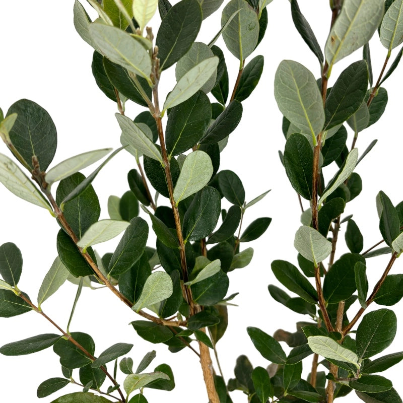 Pianta di FEIJOA SELLOWIANA Fejoia Acca sellowiana VASO 18 CM AMDGarden