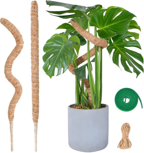 Set di 2 Steli di Monstera – 60 cm – Sostegno Flessibile per Piante da Interno – Bastone di Coco Artigianale con Accessori
