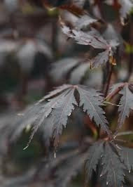 ACER PALMATUM BLACK LACE VASO 19 Acero Giapponese Ornamentale