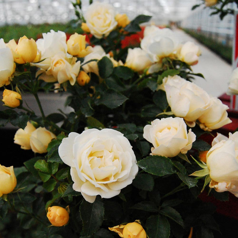 Pianta ROSA BREVETTATA POPCORN DRIFT® PAESAGISTICA Gialla bianca vaso19 MEILLAND
