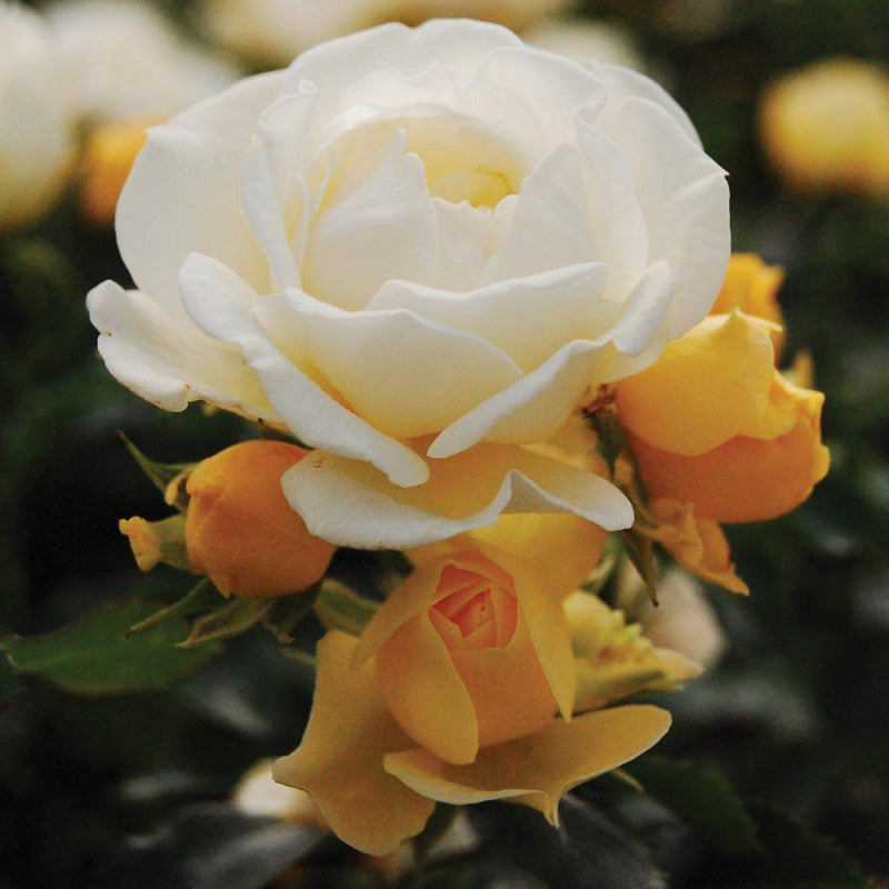 Pianta ROSA BREVETTATA POPCORN DRIFT® PAESAGISTICA Gialla bianca vaso19 MEILLAND