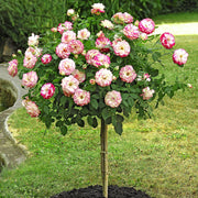Pianta ROSA BREVETTATA JUBILE PRINCE DE MONACO ® alberello MEILLAND vaso 20