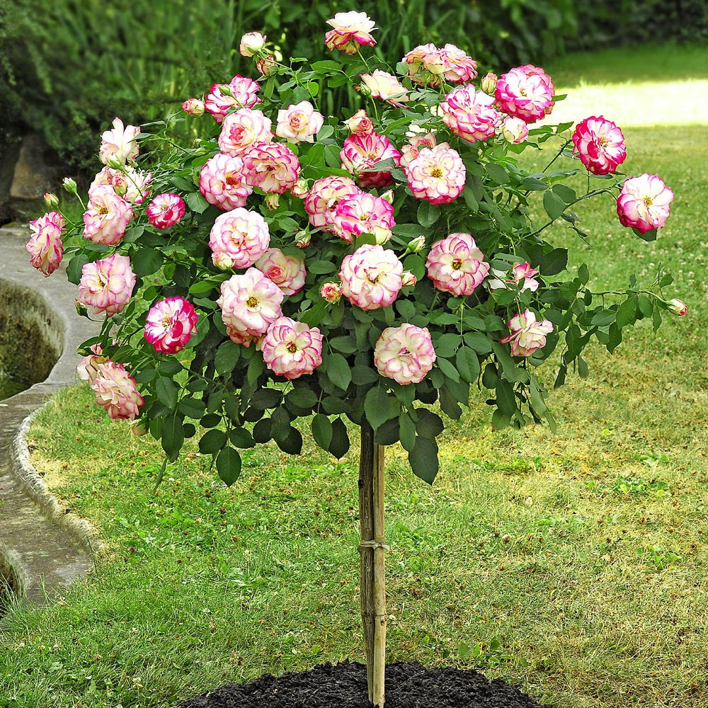 Pianta ROSA BREVETTATA JUBILE PRINCE DE MONACO ® alberello MEILLAND vaso 20