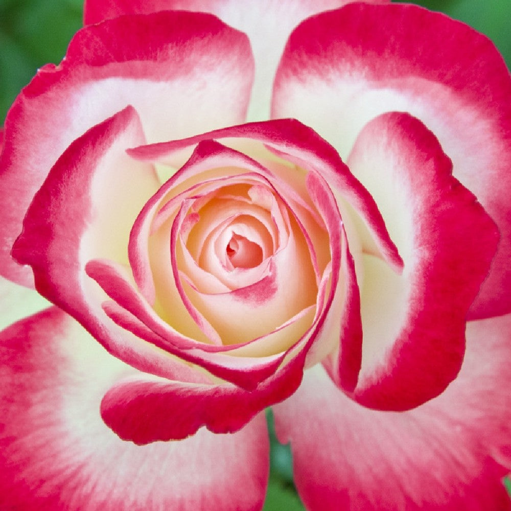 Pianta ROSA BREVETTATA JUBILE PRINCE DE MONACO ® alberello MEILLAND vaso 20
