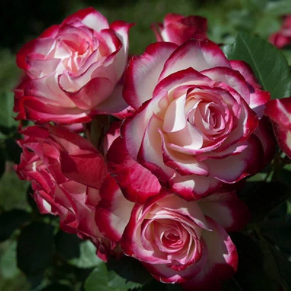 Pianta ROSA BREVETTATA JUBILE PRINCE DE MONACO ® alberello MEILLAND vaso 20