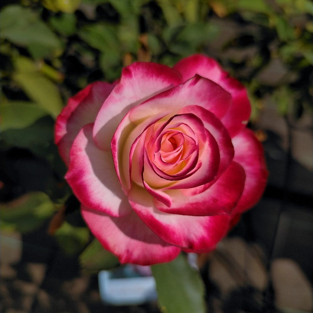 Pianta ROSA BREVETTATA JUBILE PRINCE DE MONACO ® alberello MEILLAND vaso 20