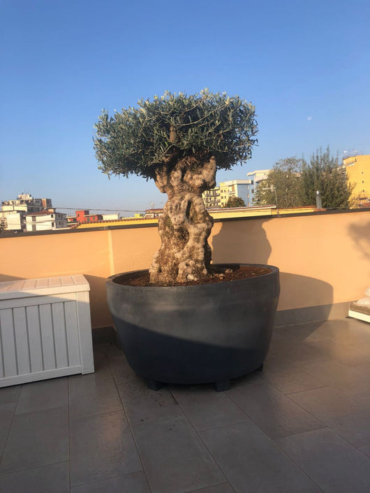 VASO JUMBO IN RESINA DA 122CM di diametro vaso grande dimensioni da esterno Colore: Antracite