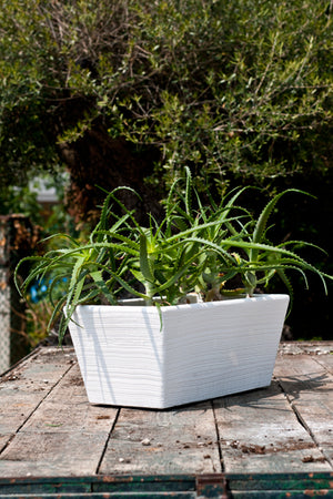 Vaso Cassetta  fioriera in resina Girasole 80 cm. ELBI Colore: Bianco