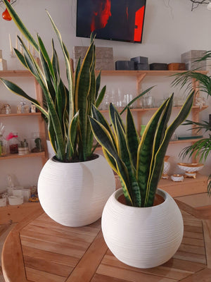 Vaso Caspò Sfera Rigata Shabby Vasar in resina diametro 40cm Colore: Bianco Perla