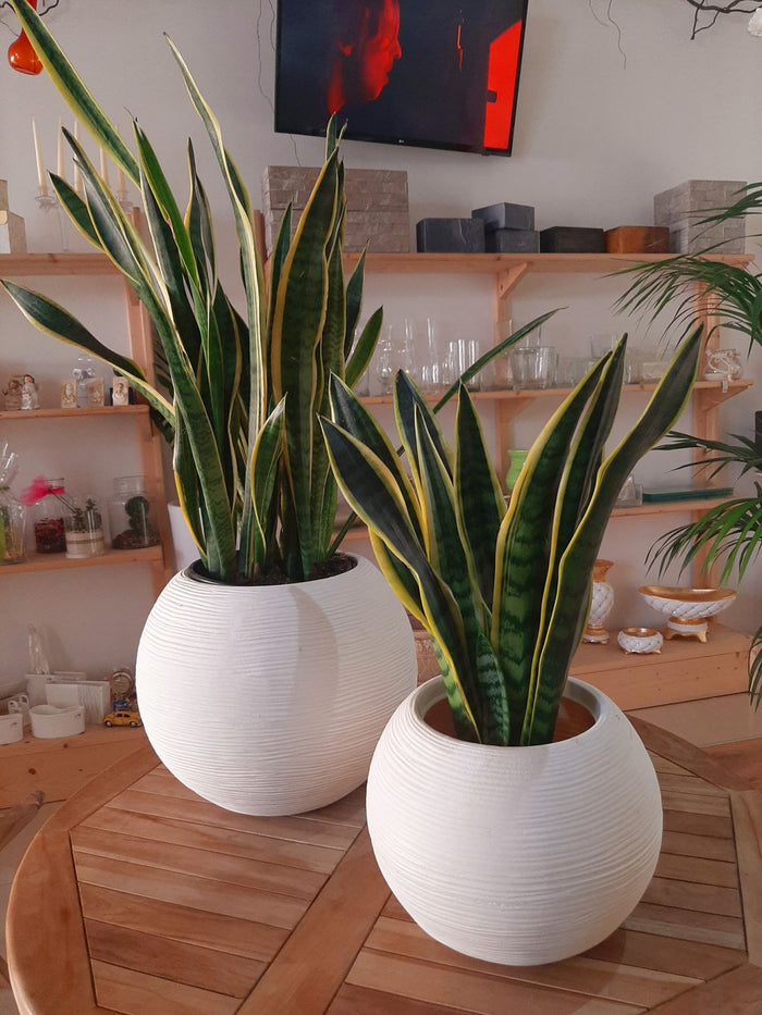 Vaso Caspò Sfera Rigata Shabby Vasar in resina diametro 40cm Colore: Bianco Perla