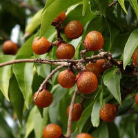 pianta sapindus saponaria Albero del Sapone