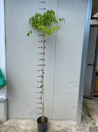 pianta sapindus saponaria Albero del Sapone