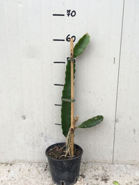 Pianta di Pitaya Frutto del Drago polpa bianca Hylocereus undatus H 70cm