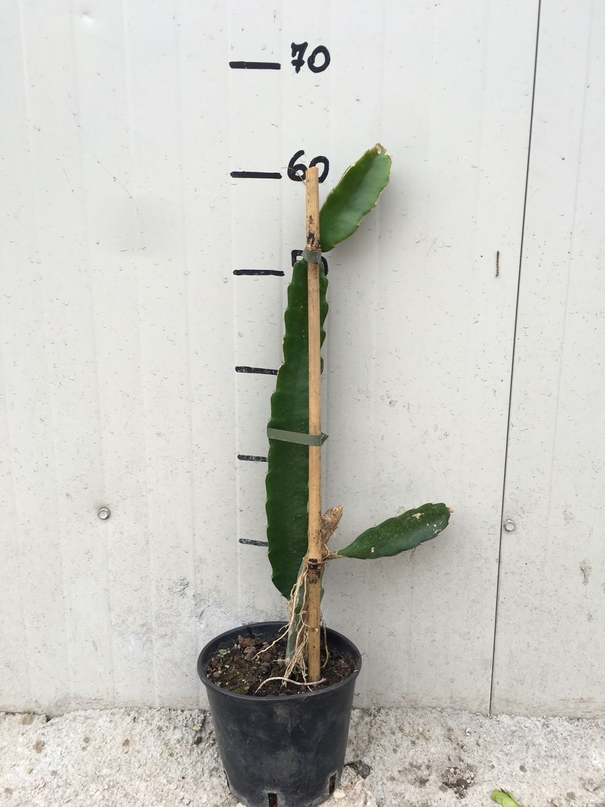 Pianta di Pitaya Frutto del Drago polpa bianca Hylocereus undatus H 70cm