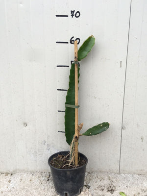 Pianta di Pitaya Frutto del Drago polpa bianca Hylocereus undatus H 70cm