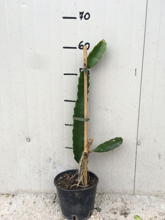 Pianta di Pitaya Frutto del Drago polpa bianca Hylocereus undatus H 70cm