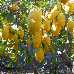 Pianta di Cedro vaso 24 foto reali pianta di 4 anni