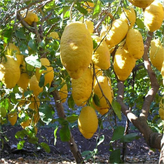 Pianta di Cedro vaso 24 foto reali pianta di 4 anni