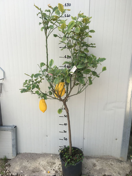 Pianta di Cedro vaso 24 foto reali pianta di 4 anni