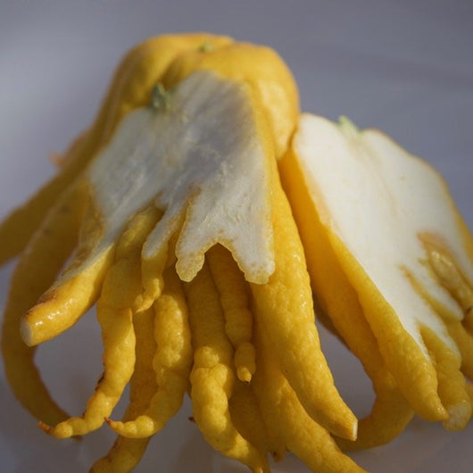 Pianta di Cedro Mano di Buddha in vaso 24cm