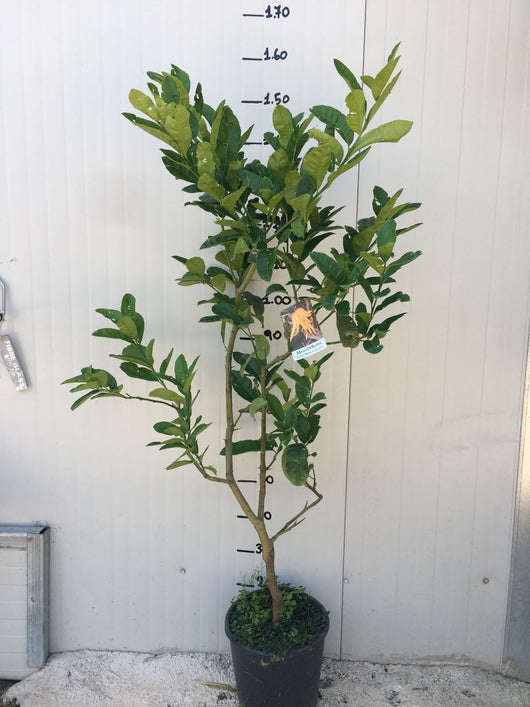 Pianta di Cedro Mano di Buddha in vaso 24cm