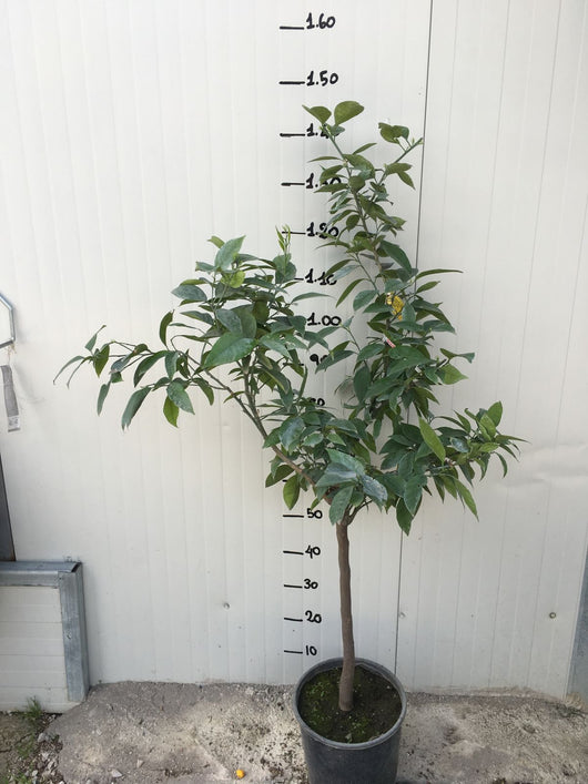 Pianta di Arancio moro in vaso 24cm