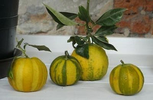 Pianta di Arancio Fasciata "Citrus aurantium" arancio amaro Virgatum o Virgolaro