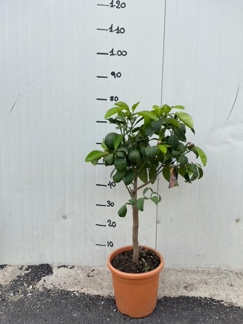 Pianta di Arancio Fasciata "Citrus aurantium" arancio amaro Virgatum o Virgolaro