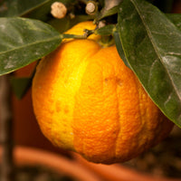 Pianta di Arancio Fasciata "Citrus aurantium" arancio amaro Virgatum o Virgolaro