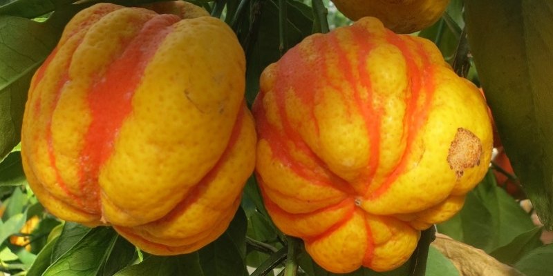 Pianta di Arancio Bizzarria (Citrus aurantium Bizzarria) Vaso Ø20cm