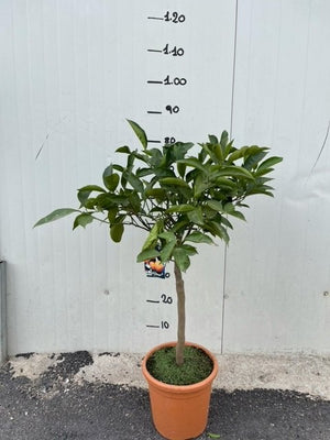 Pianta di Arancio Bizzarria (Citrus aurantium Bizzarria) Vaso Ø20cm