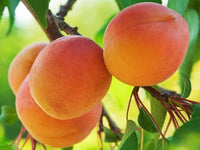 Pianta di Albicocco Precoce vaso 24cm