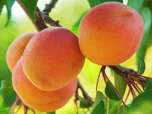 Pianta di Albicocco Precoce vaso 24cm