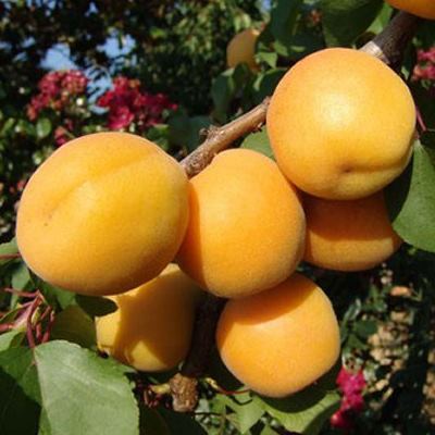 Pianta di Albicocco Portici vaso 24cm