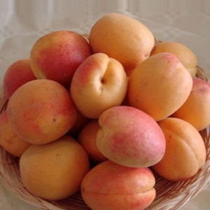 Pianta di Albicocco Portici vaso 24cm