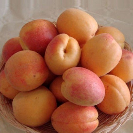 Pianta di Albicocco Portici vaso 24cm