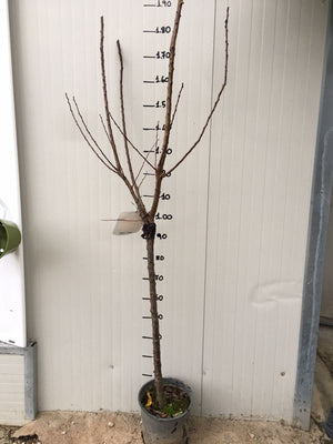 Pianta di Albicocco Portici vaso 24cm