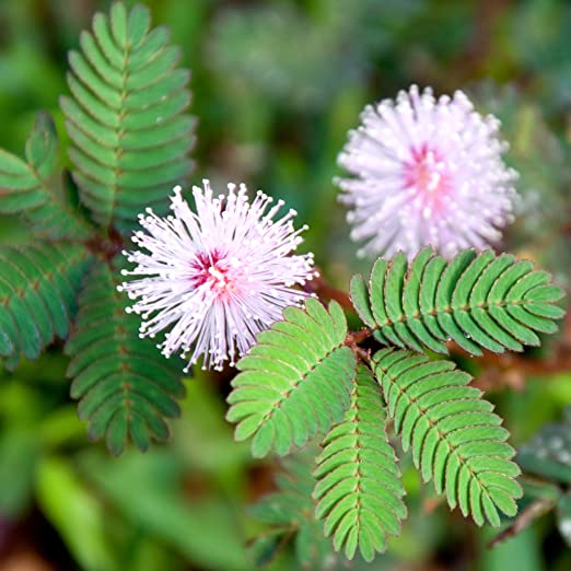 pianta di acacia senstitiva, mimosa pudica, mimosa sensitiva foto reali H 70cm