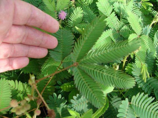 pianta di acacia senstitiva, mimosa pudica, mimosa sensitiva foto reali H 70cm