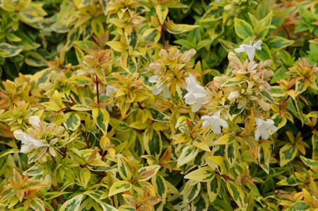 Pianta di Abelia Grandiflora variegata gialla vaso 18cm