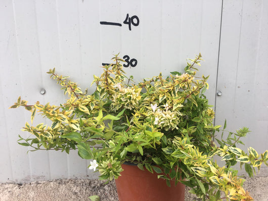 Pianta di Abelia Grandiflora variegata gialla vaso 18cm