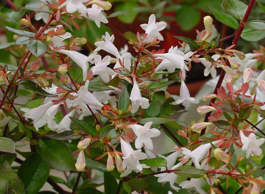 Pianta di Abelia Grandiflora  vaso 18cm