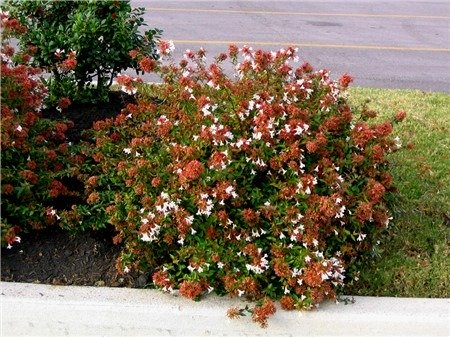 Pianta di Abelia Grandiflora  vaso 18cm