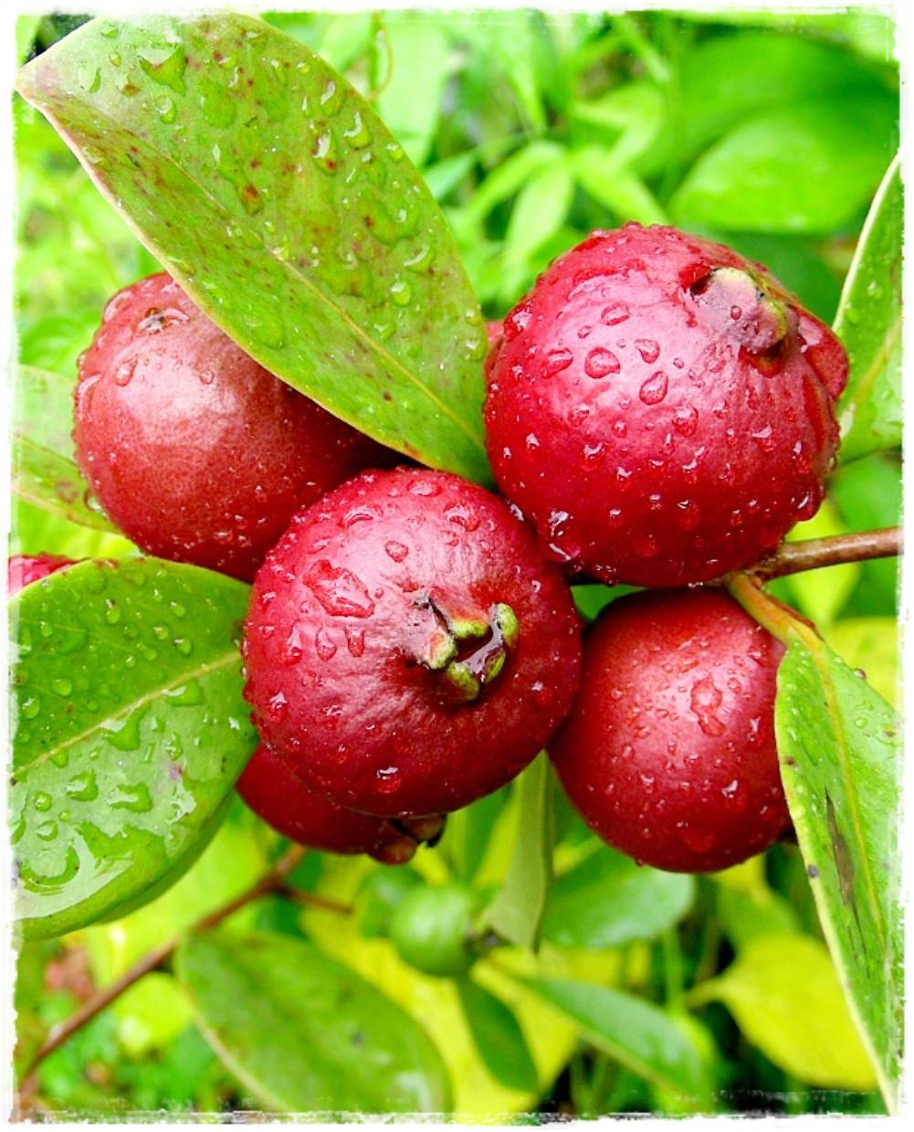Pianta di  guaiava, guava rossa o fragola PSIDIUM CATTLEYANUM