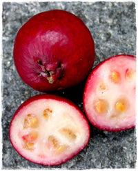 Pianta di  guaiava, guava rossa o fragola PSIDIUM CATTLEYANUM