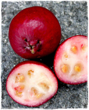 Pianta di  guaiava, guava rossa o fragola PSIDIUM CATTLEYANUM