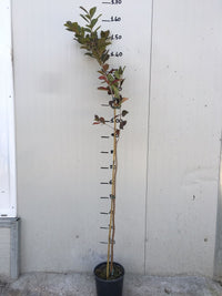 Pianta di  guaiava, guava rossa o fragola PSIDIUM CATTLEYANUM